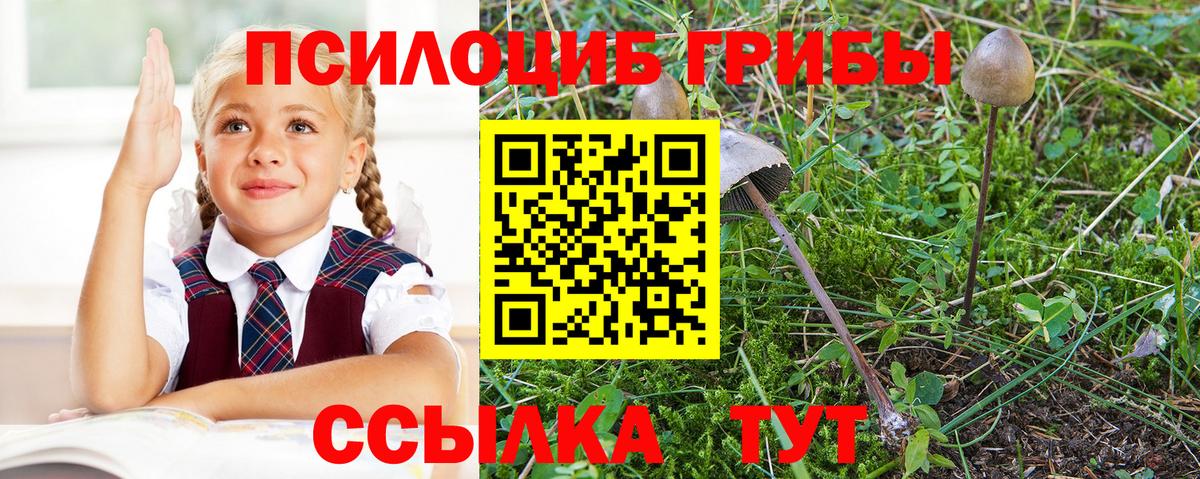 Псилоцибиновые грибы Psilocybine cubensis Липецк